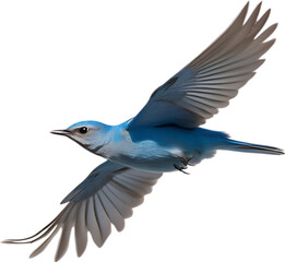 Obraz na płótnie Canvas Close-up image of a Mountain Bluebird. 