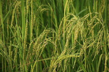 Rice Plants (Cambodia)