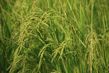 Rice Plant (Cambodia) 