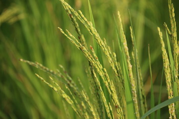 Fototapeta na wymiar Close-up of Rice Plant (Cambodia)
