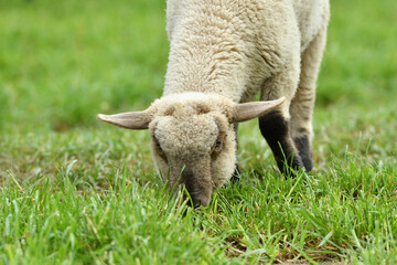 Portrait of domestic sheep grazing on green grass