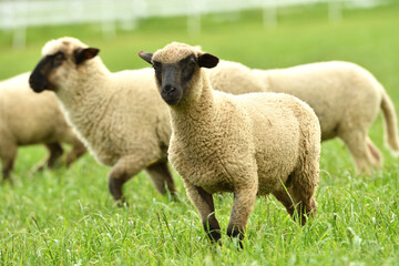 domestic sheep walks on a meadow and eats grass