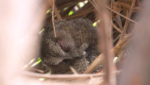Collared scops owl, adult, and owlet on the nest, close-up and slow motion
