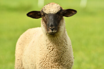 Fototapeta premium close-up of a sheep's head on the farm on the meadow