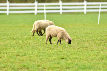 Portrait of domestic sheep grazing on green grass