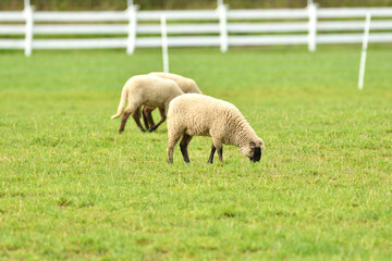 Obraz premium Portrait of domestic sheep grazing on green grass