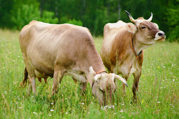 The cows graze peacefully in the meadow, creating a serene and calming atmosphere in the midst of nature.