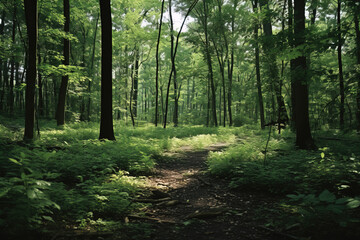 Obraz premium forest path in the morning.