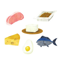 五大栄養素 たんぱく質