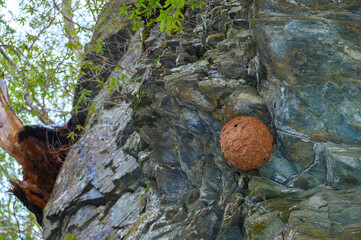 スズメバチの巣