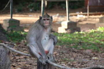 Fototapeta premium Monkey sitting on a fence (Cambodia)