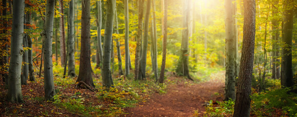 Forest trees background with path of fallen leaves. Nature green wood lovely walk under sunset backgrounds. 