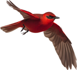 Fototapeta premium Close-up image of a Crimson Chat bird.