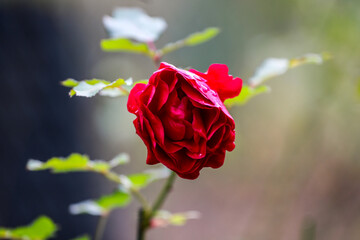 Piękny czerwony kwiat