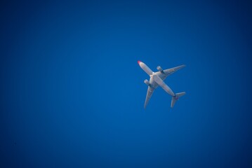 seagull in flight