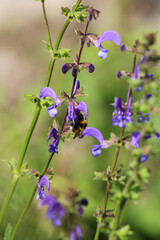 Trzmiel na fioletowym kwiatku