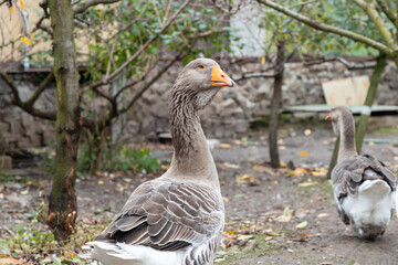 Geese in a country yard. Concept of raising healthy geese for the backyard farm. Small local business.