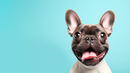 Fototapeta premium Close up of a cute happy playful pug dog, on a turquoise background with copy space
