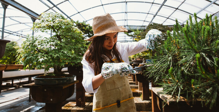 Bonsai greenhouse center. rows with small trees, woman working and taking care of the plants