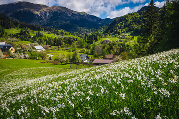 Blooming white daffodil flowers on the slope near small village