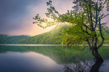 Lonely tree in the lake at sunrise, Plitvice lakes, Croatia