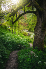 Winding hiking pathway in the flowery green forest