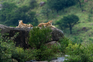 A pride of lions resting on kopjes at Serengeti National Park, Tanzania