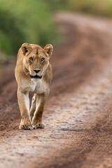 A dominant lioness walking on a murram safari road at Serengeti National Park, Tanzania