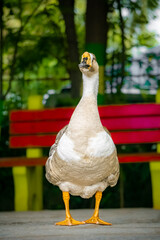 Fototapeta premium Duckling Family at Pallikaranai Public Park , Pallikaranai marsh reserve Malar Arangam, Deivasigamani, 6th Cross Street, Pallikaranai, Chennai, Tamil Nadu.