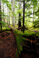 Nature's Resilience: A fallen tree reveals its intricate roots in the midst of a birch-filled forest in Shannon Falls Provincial Park near Whistler, BC, Canada.