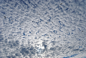 Common Terns flying and swooping beneath a patchy cloudy sky in a large group near a Beach in the Hebrides.