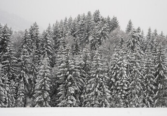 Verschneiter kalter Winterwald