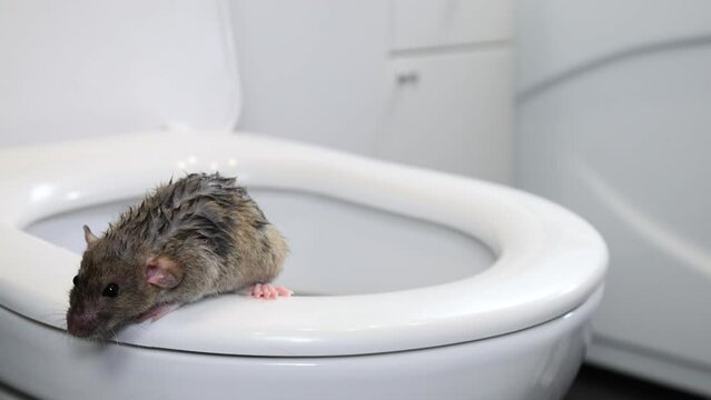 A brown wet rat crawls out of the toilet. Rodents in a white bathroom