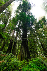 Towering Douglas Fir in Vancouver Island's Cathedral Grove, where ancient sentinels surpass 70 meters, creating a majestic forest cathedral. British-Columbia, Canada