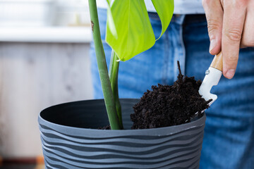 Transplanting home potted plant monstera into new pot. Waking Up Indoor Plants. Replant in new ground, male hands caring for tropical plant, sustainability and environment © anna.stasiia