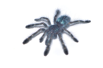 Closeup picture of a steel blue juvenile of the Antilles pinktoe tarantula or Martinique red tree...