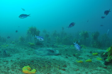 New Zealand long tailed stingray on flat sea floor with demoiselles everywhere around. Location: Leigh New Zealand