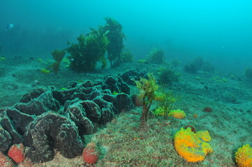 Naklejka na ściany i meble Large grey sponge and other smaller colourful ones among various algae. Location: Leigh New Zealand