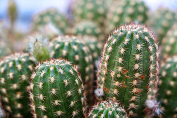 Close up of the long stems of a Echinopsis chamaecereus peanut cactus plant (otherwise known as...