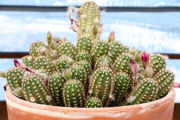 A pot of ornamental cactus plants, Echinopsis chamaecereus, otherwise known as Peanut cactus or...