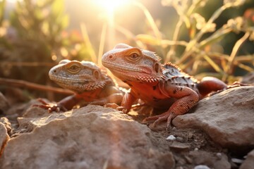Obraz premium Lizards basking in the sun and chasing insects.