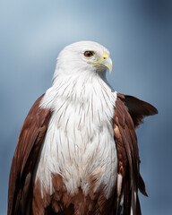 Portrait of a White Headed Hawk