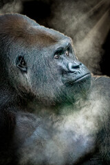 side view portrait of a gorilla with fog and sun rays