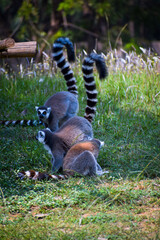 Obraz premium ring lemur sitting on a tree