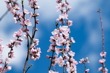 sakura branches on a tree