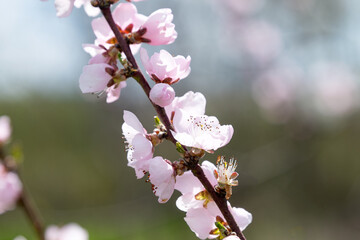 sakura branches on a tree