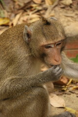 Macaque eating (Cambodia)