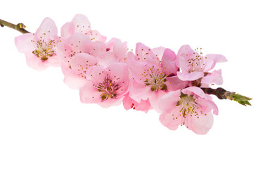 cherry blossom isolated