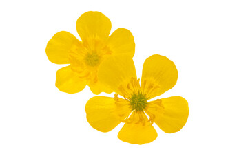 Fototapeta premium creeping ranunculus flower isolated