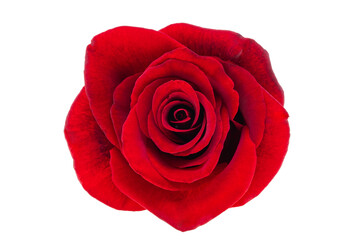 red rose isolated